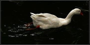 娱乐吃瓜鹅鸭视频大全